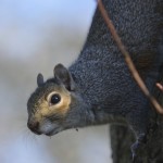 richmond wildlife removal - squirrel