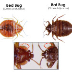 bat bug and bed bug