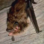 bat removal - big brown bat