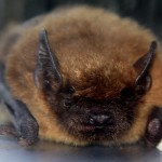 bat removal - little brown bat