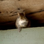 chesterfield-va-wildlife-removal