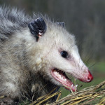 chesterfield-va-opossum-removal