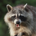 chesterfield-va-raccoon-removal