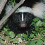 chesterfield-va-skunk-removal