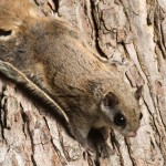 flying squirrel removal in charlottesville va