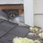 raccoons damaging home in virginia
