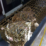 flying squirrel trapping in amelia va