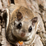 flying squirrel pest control in central va